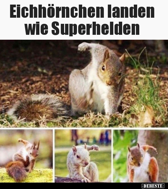 Eichhörnchen landen wie Superhelden.. - Lustige Bilder | DEBESTE.de