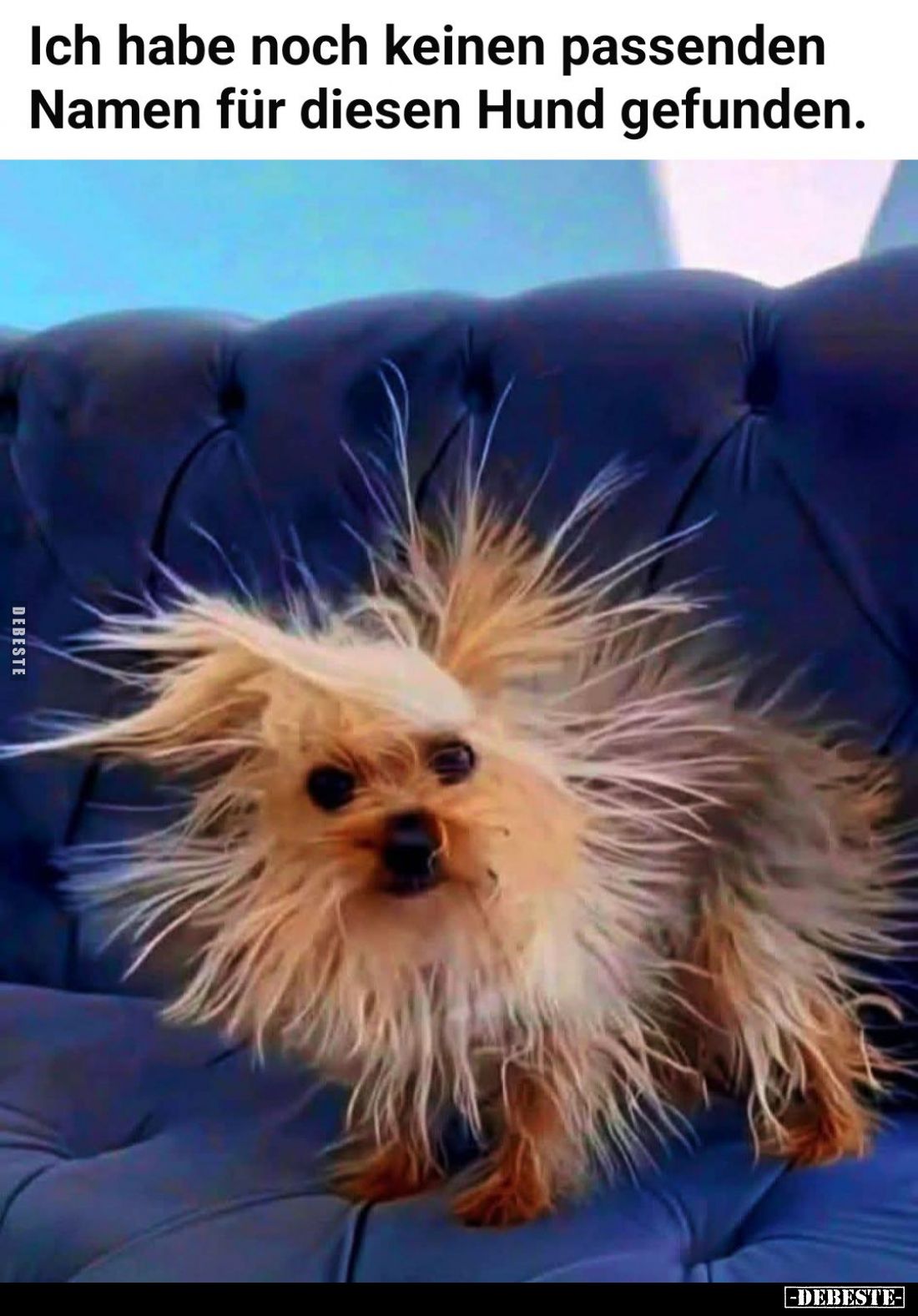 Ich habe noch keinen passenden Namen für diesen Hund gefunden.