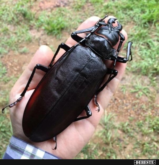  - Lustige Bilder | DEBESTE.de