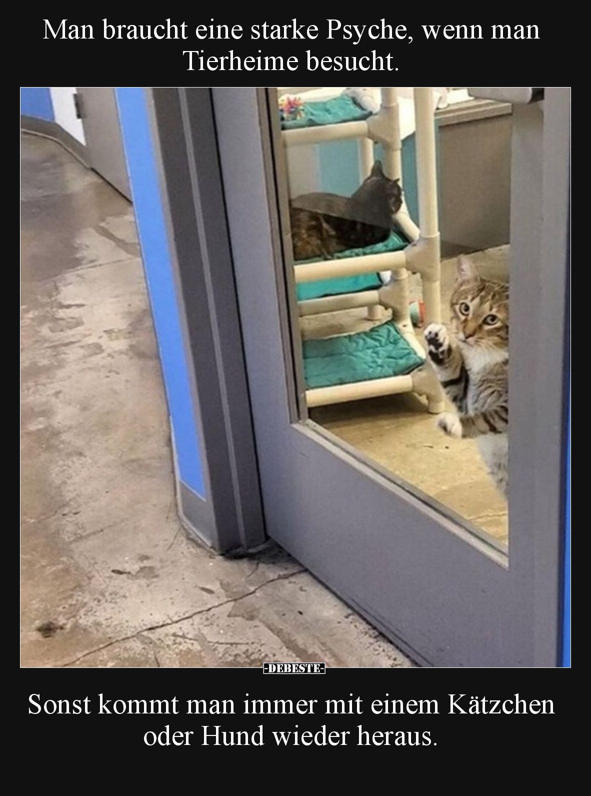 Man braucht eine starke Psyche, wenn man Tierheime besucht.

Sonst kommt man immer mit einem Kätzchen oder Hund wieder hera...