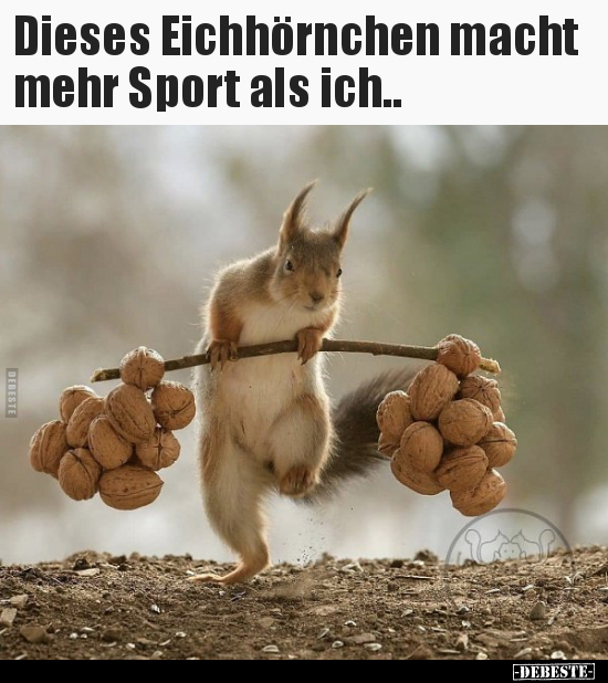 Dieses Eichhörnchen macht mehr Sport als ich.. - Lustige Bilder | DEBESTE.de