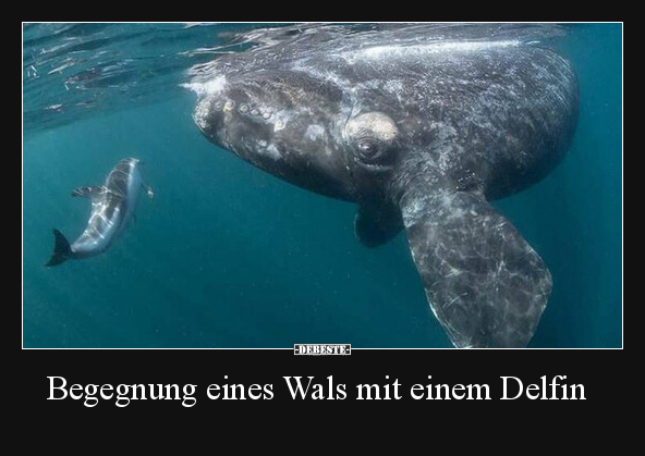 Begegnung eines Wals mit einem Delfin.. - Lustige Bilder | DEBESTE.de