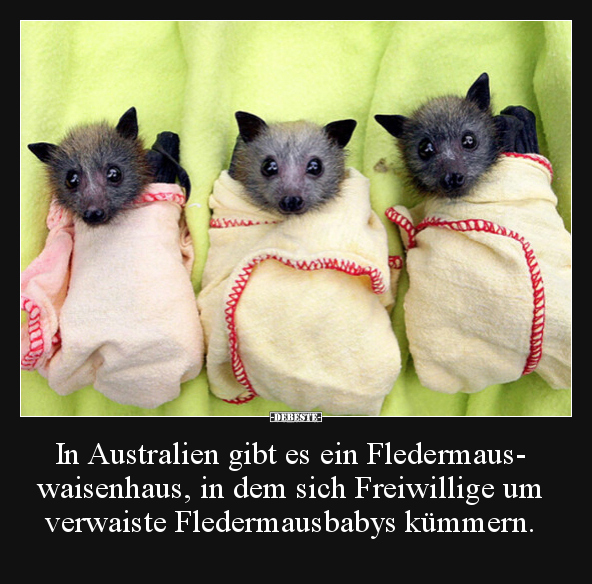 In Australien gibt es ein Fledermauswaisenhaus, in dem.. - Lustige Bilder | DEBESTE.de