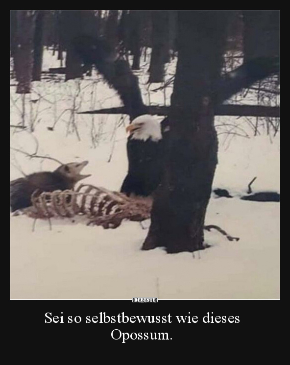 Sei so selbstbewusst wie dieses Opossum... - Lustige Bilder | DEBESTE.de
