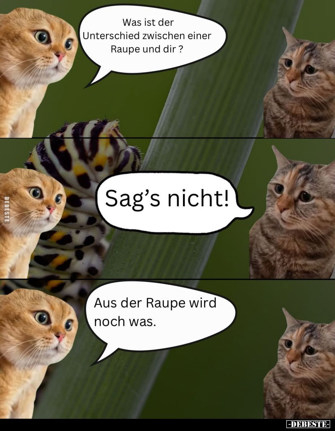 Was ist der Unterschied zwischen einer Raupe und dir? -
Sag's nicht! -
Aus der Raupe wird noch was.