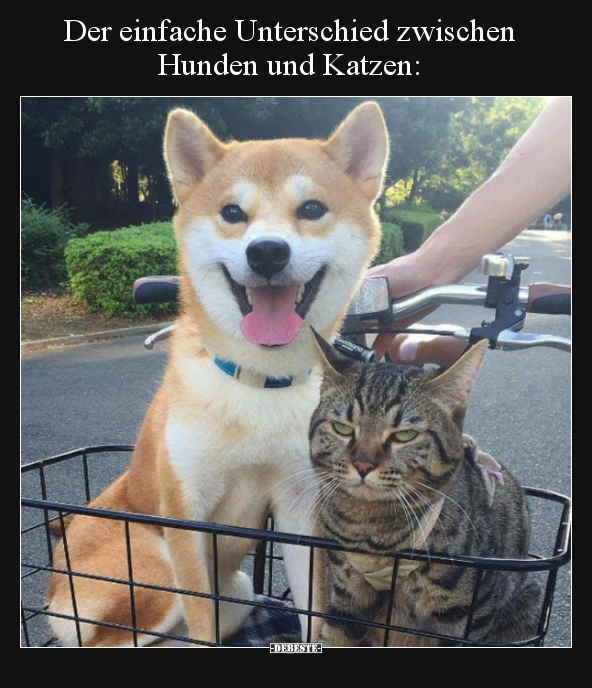 Der einfache Unterschied zwischen Hunden und Katzen.. - Lustige Bilder | DEBESTE.de