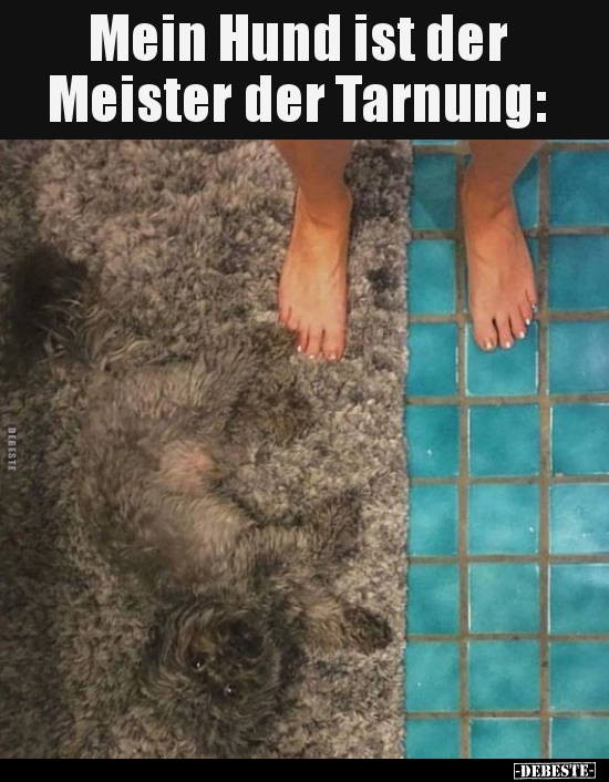 Mein Hund ist der Meister der Tarnung.. - Lustige Bilder | DEBESTE.de
