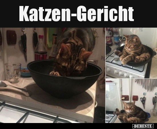 Katzen-Gericht..