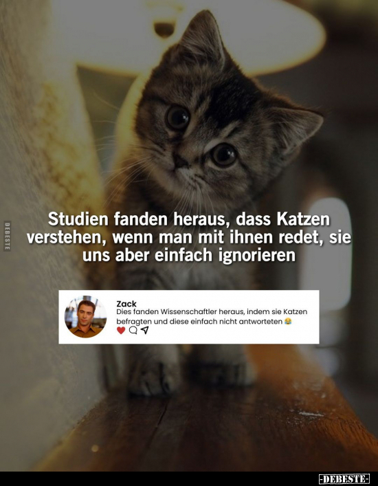 Studien fanden heraus, dass Katzen verstehen, wenn man mit.. - Lustige Bilder | DEBESTE.de