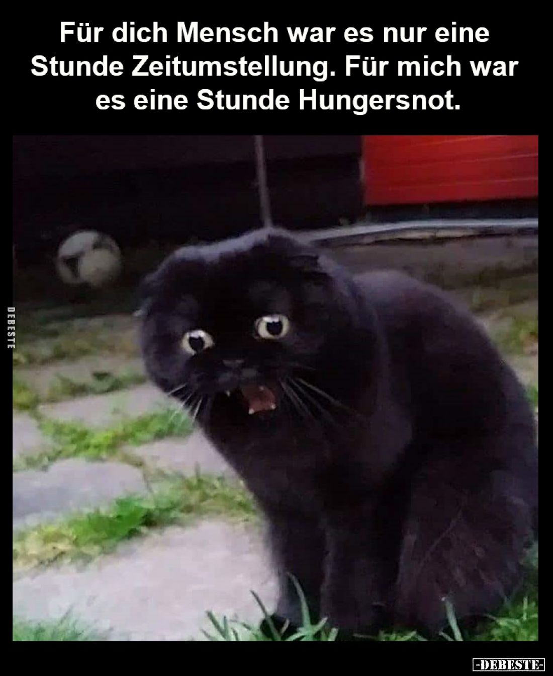 Für dich Mensch war es nur eine Stunde Zeitumstellung. Für mich war es eine Stunde Hungersnot.