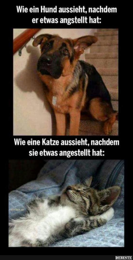 Wie ein Hund aussieht, nachdem er etwas angstellt hat.. - Lustige Bilder | DEBESTE.de