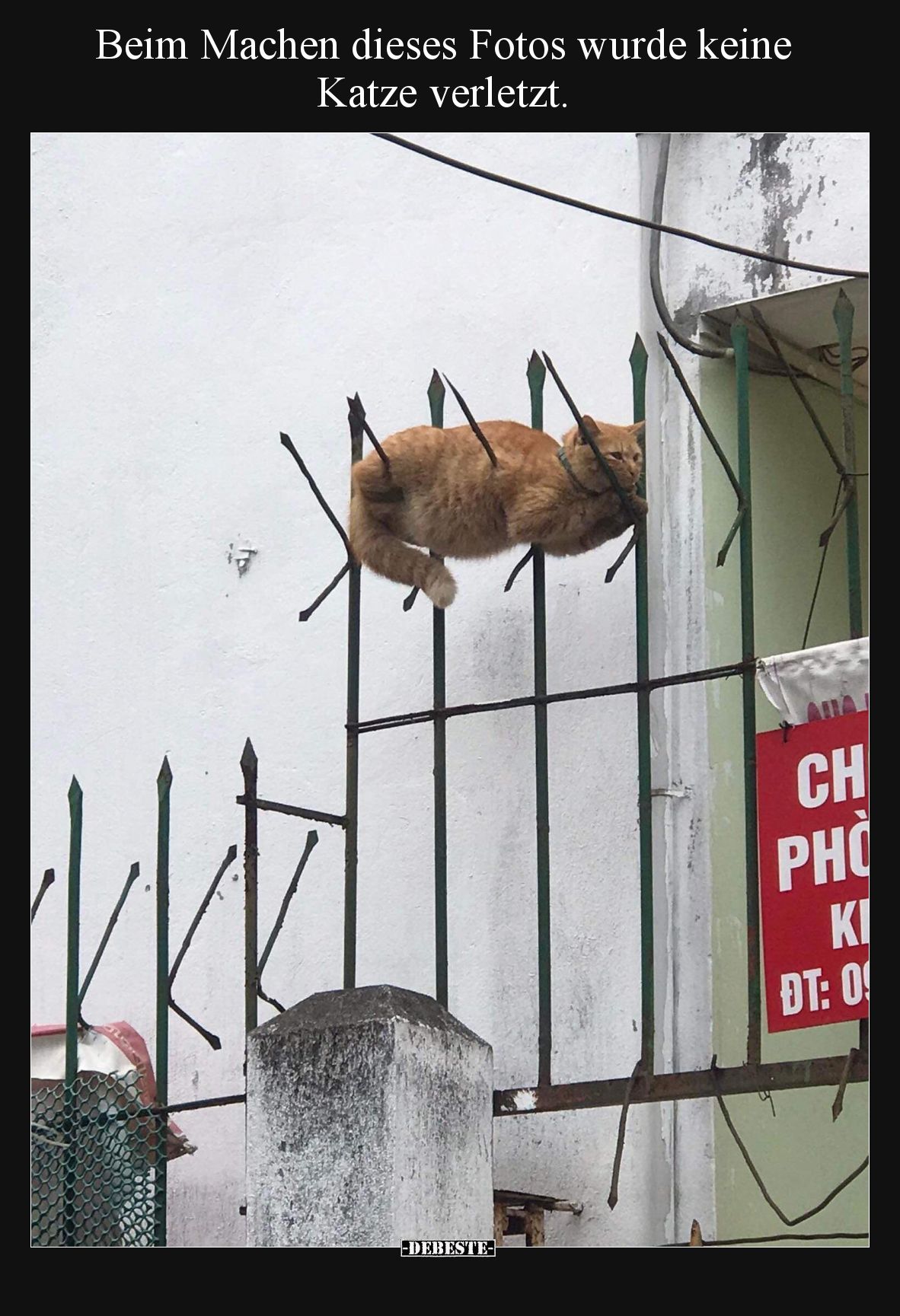Beim Machen dieses Fotos wurde keine Katze verletzt.