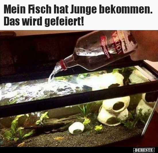 Mein Fisch hat Junge bekommen. Das wird gefeiert!.. - Lustige Bilder | DEBESTE.de