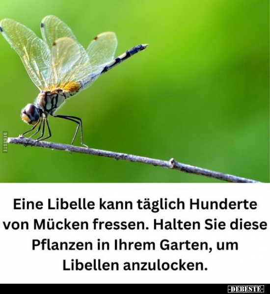 Eine Libelle kann täglich Hunderte von Mücken fressen.. - Lustige Bilder | DEBESTE.de