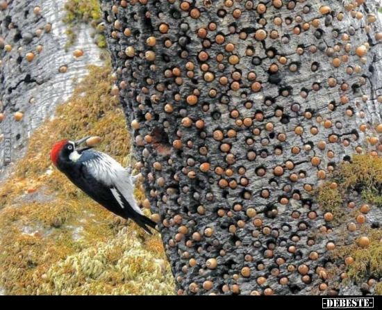  - Lustige Bilder | DEBESTE.de