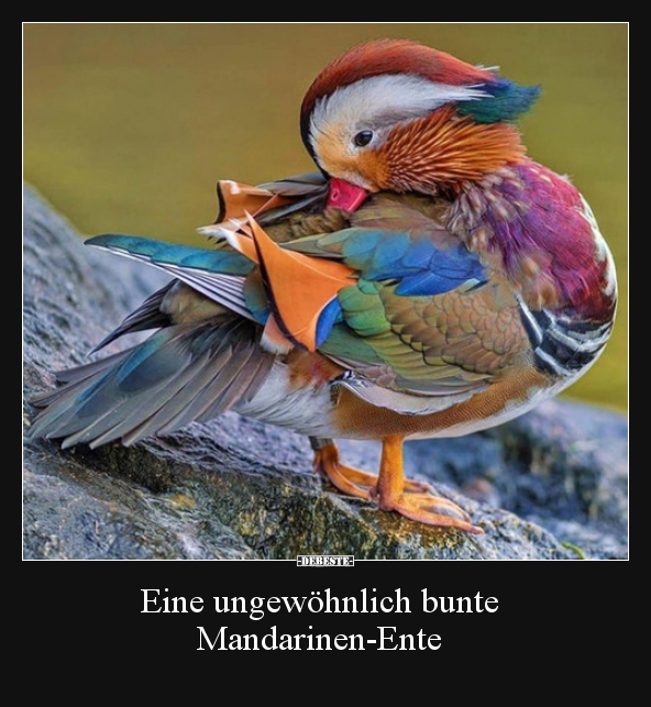 Eine ungewöhnlich bunte Mandarinen-Ente.. - Lustige Bilder | DEBESTE.de