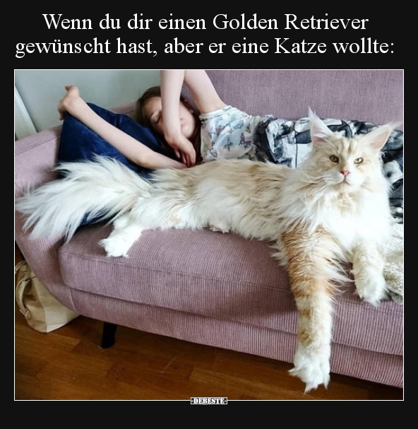 Wenn du dir einen Golden Retriever gewünscht hast, aber er.. - Lustige Bilder | DEBESTE.de