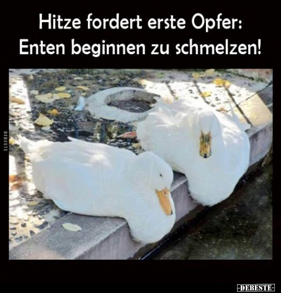 Hitze fordert erste Opfer: Enten beginnen zu schmelzen!.. - Lustige Bilder | DEBESTE.de