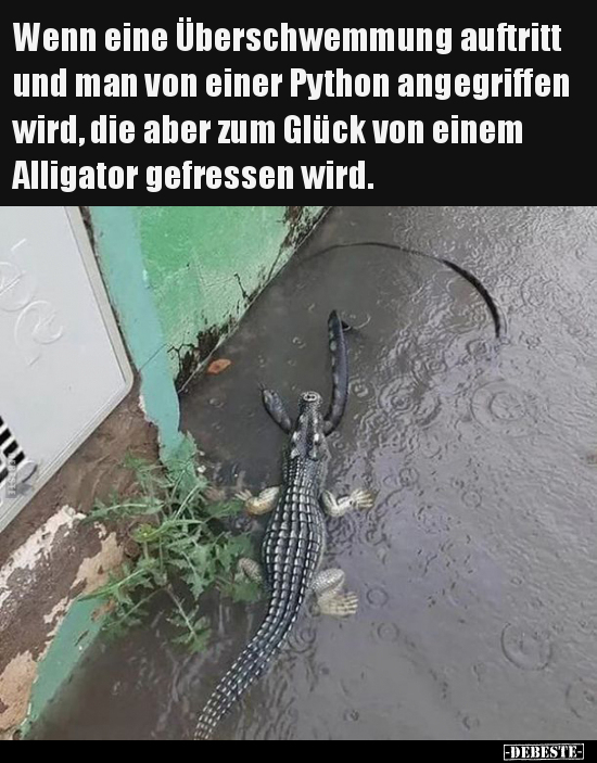 Wenn eine Überschwemmung auftritt und man von einer Python.. - Lustige Bilder | DEBESTE.de