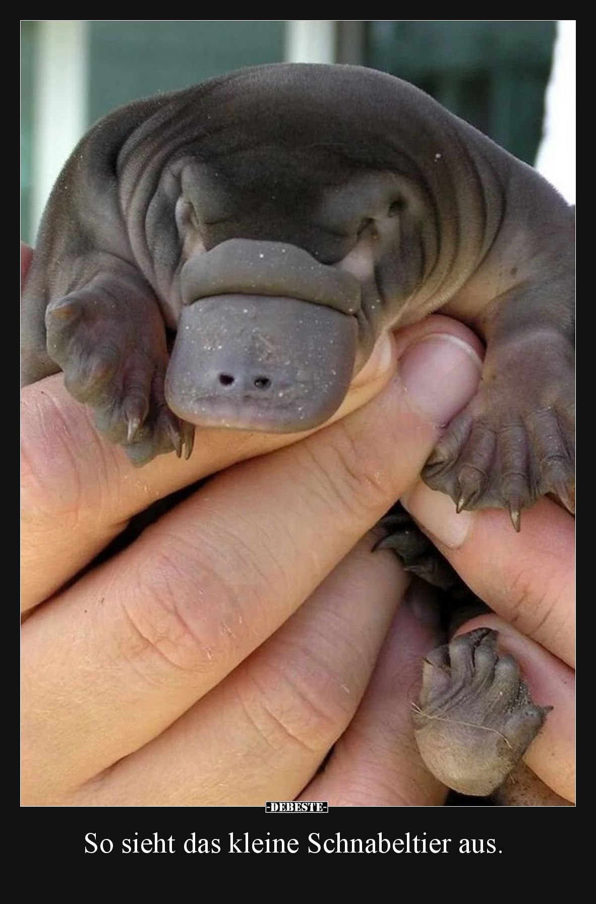 So sieht das kleine Schnabeltier aus.