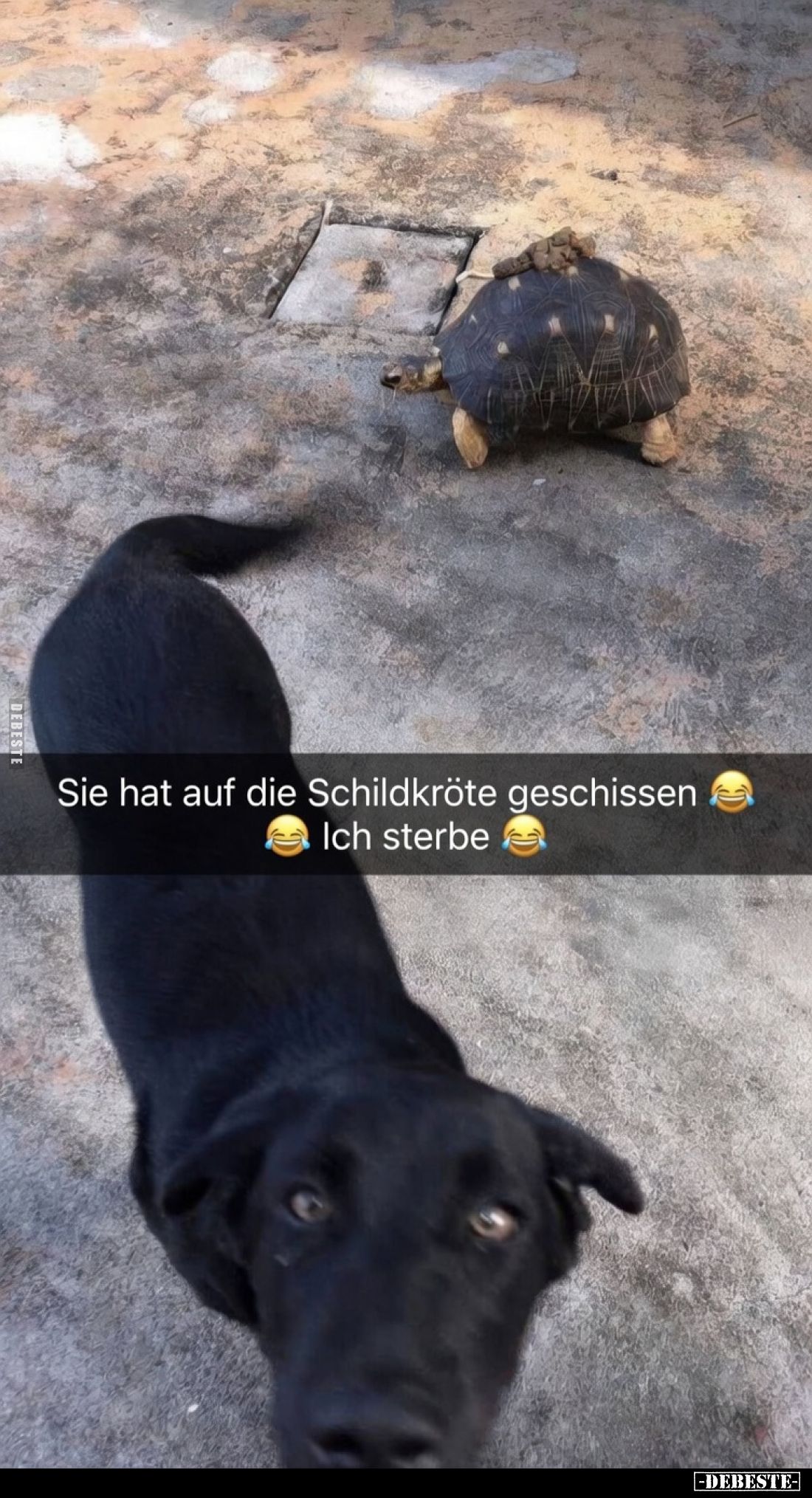 Sie hat auf die Schildkröte geschissen.
Ich sterbe.