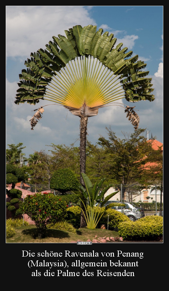 Die schöne Ravenala von Penang (Malaysia), allgemein.. - Lustige Bilder | DEBESTE.de