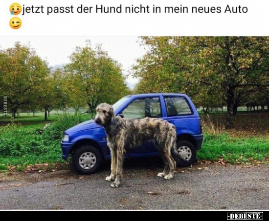 Jetzt passt der Hund nicht in mein neues Auto.. - Lustige Bilder | DEBESTE.de