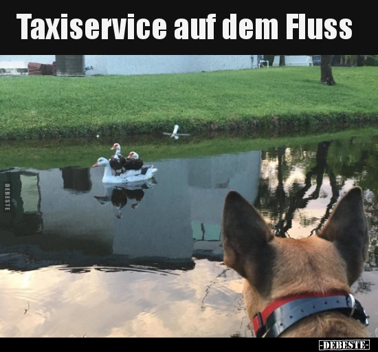 Taxiservice auf dem Fluss.. - Lustige Bilder | DEBESTE.de