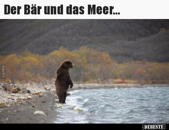 Der Bär und das Meer