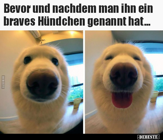 Bevor und nachdem man ihn ein braves Hündchen genannt.. - Lustige Bilder | DEBESTE.de