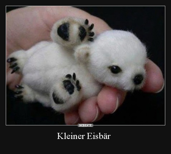 Kleiner Eisbär.. - Lustige Bilder | DEBESTE.de