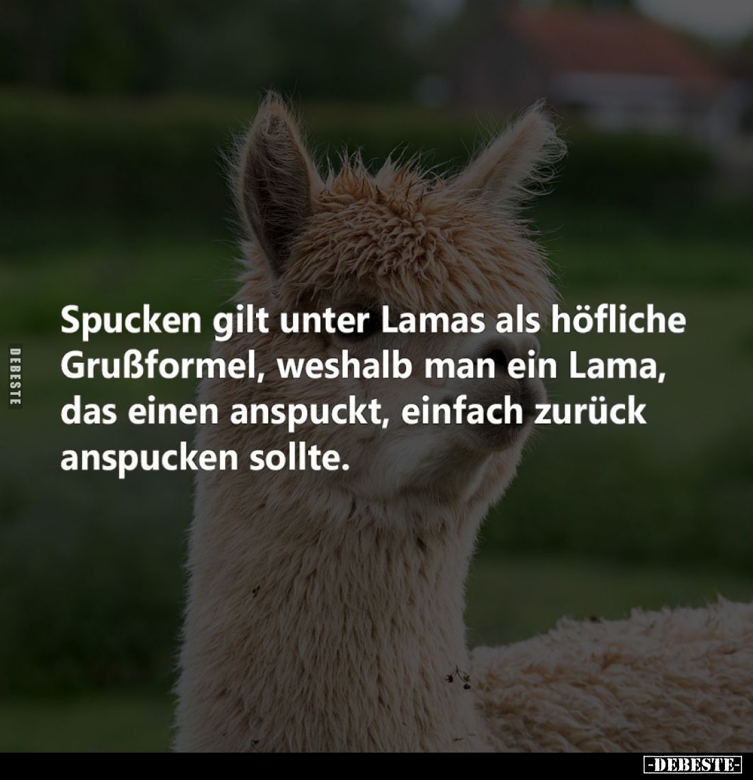 Spucken gilt unter Lamas als höfliche Grußformel, weshalb man ein Lama, das einen anspuckt, einfach zurück anspucken sollte.