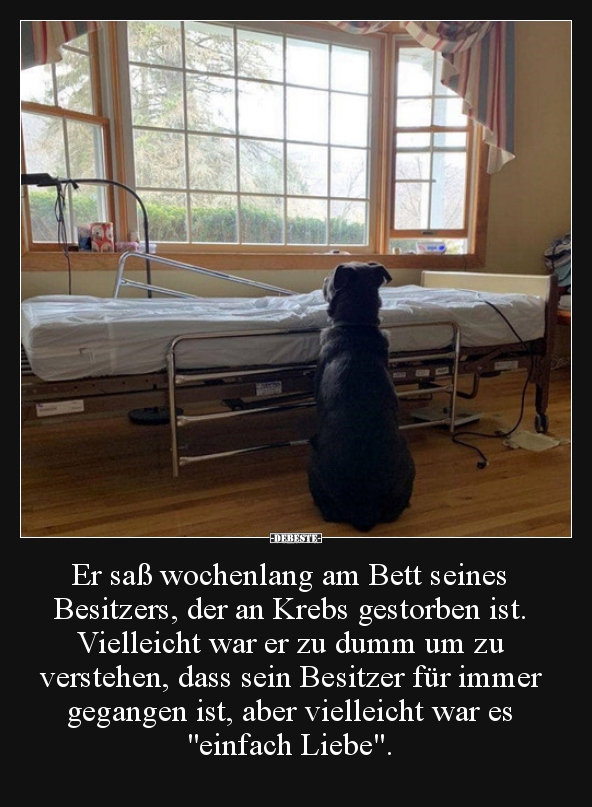 Er saß wochenlang am Bett seines Besitzers, der an Krebs.. - Lustige Bilder | DEBESTE.de