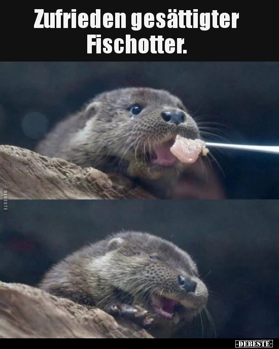 Zufrieden gesättigter Fischotter... - Lustige Bilder | DEBESTE.de