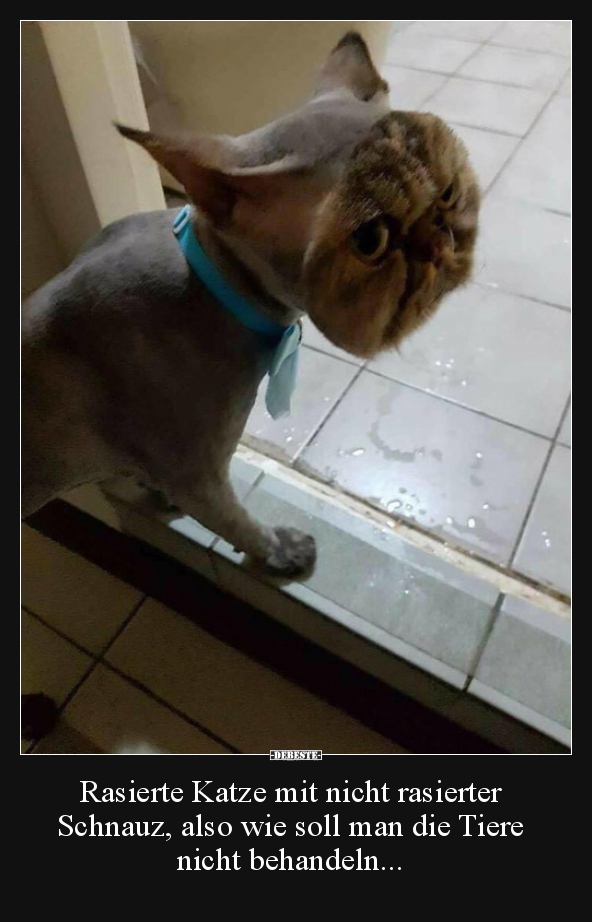 Rasierte Katze mit nicht rasierter Schnauz, also wie soll..