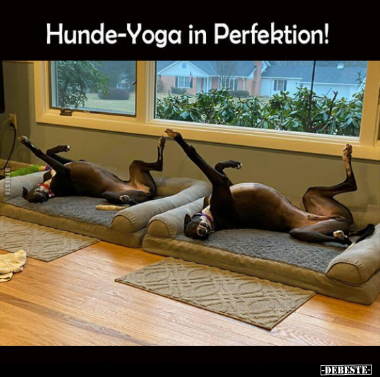 Hunde-Yoga in Perfektion!.. - Lustige Bilder | DEBESTE.de