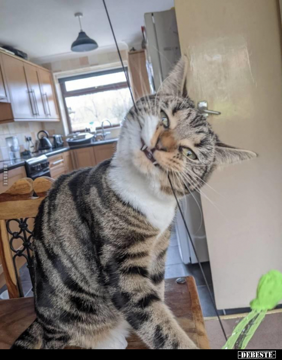  - Lustige Bilder | DEBESTE.de