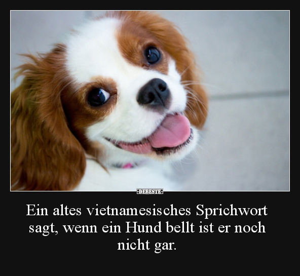 Ein altes vietnamesisches Sprichwort sagt, wenn ein Hund.. - Lustige Bilder | DEBESTE.de