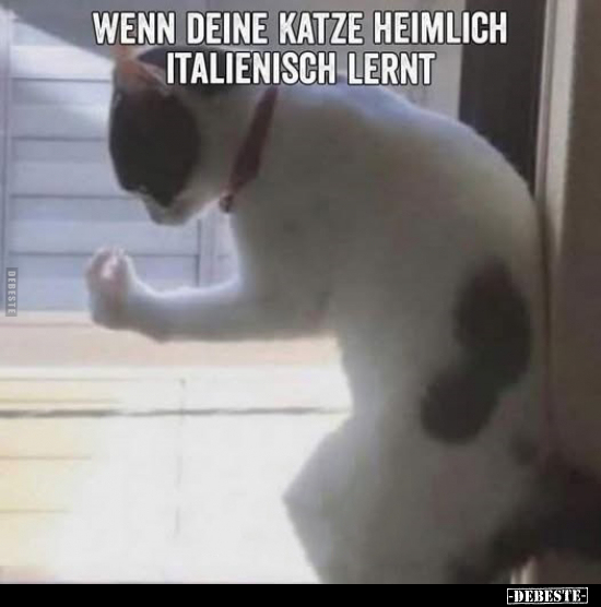 Wenn, Katze, Italienisch