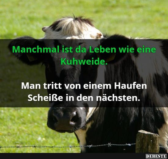Manchmal ist da Leben wie eine Kuhweide.. - Lustige Bilder | DEBESTE.de