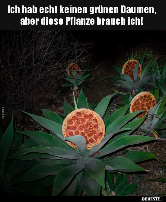 Ich hab echt keinen grünen Daumen, aber diese Pflanze.. - Lustige Bilder | DEBESTE.de