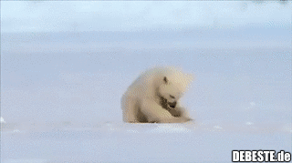 Eine Robbe erschreckt versehentlich einen kleinen Eisbären.. - Lustige Bilder | DEBESTE.de