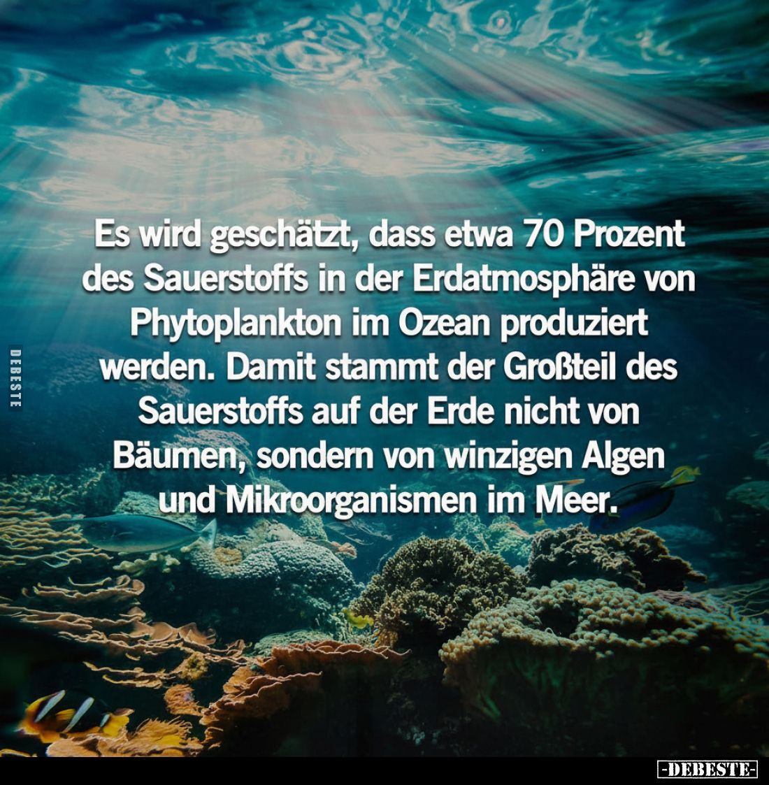 Es wird geschätzt, dass etwa 70 Prozent des Sauerstoffs in der Erdatmosphäre von Phytoplankton im Ozean produziert werden. Da...