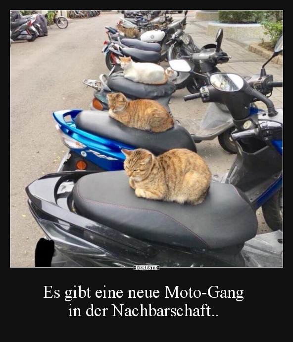 Es gibt eine neue Moto-Gang in der Nachbarschaft.. - Lustige Bilder | DEBESTE.de