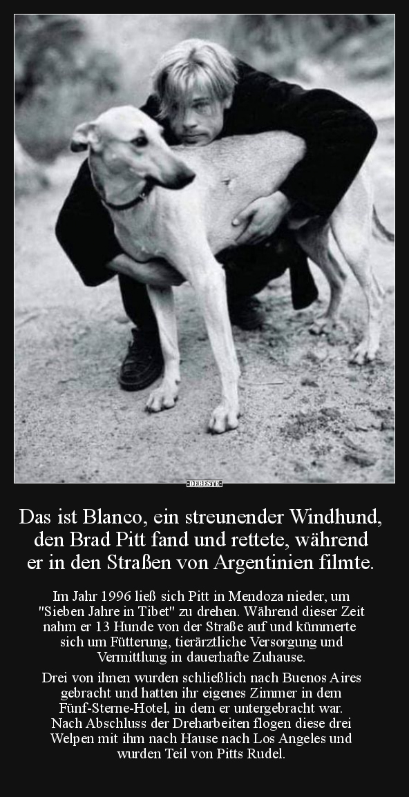 Das ist Blanco, ein streunender Windhund, den Brad Pitt.. - Lustige Bilder | DEBESTE.de