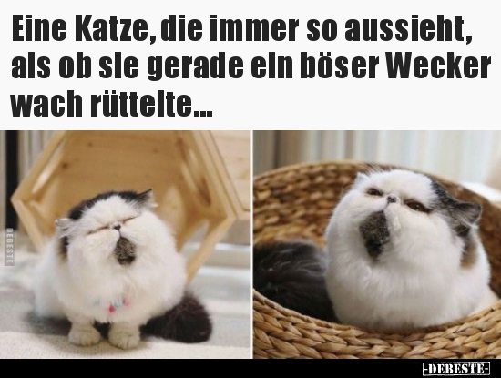 Eine Katze, die immer so aussieht, als ob sie gerade ein..