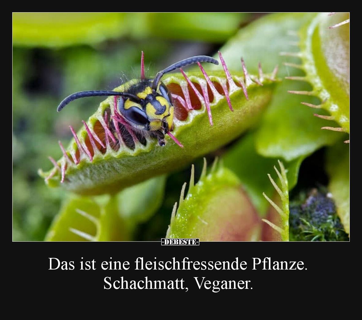 Das ist eine fleischfressende Pflanze. Schachmatt, Veganer.