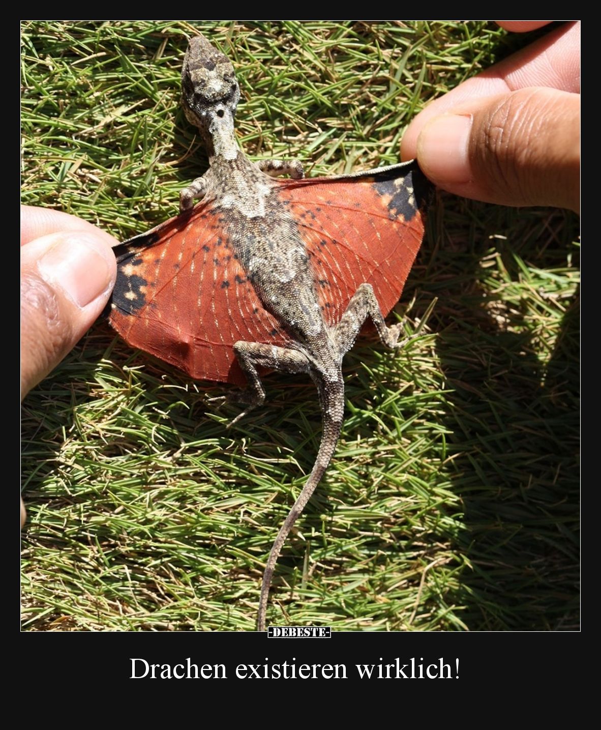 Drachen existieren wirklich!.. - Lustige Bilder | DEBESTE.de