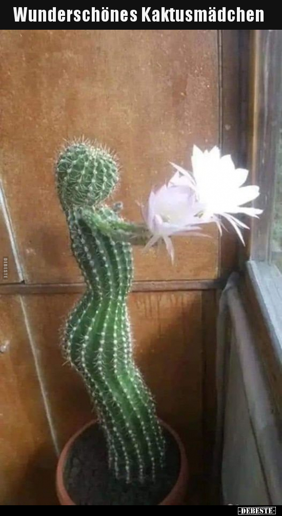 Wunderschönes Kaktusmädchen.. - Lustige Bilder | DEBESTE.de