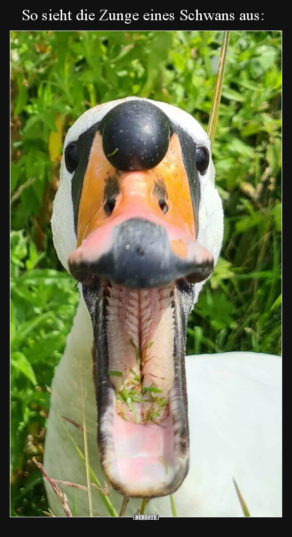 So sieht die Zunge eines Schwans aus.. - Lustige Bilder | DEBESTE.de